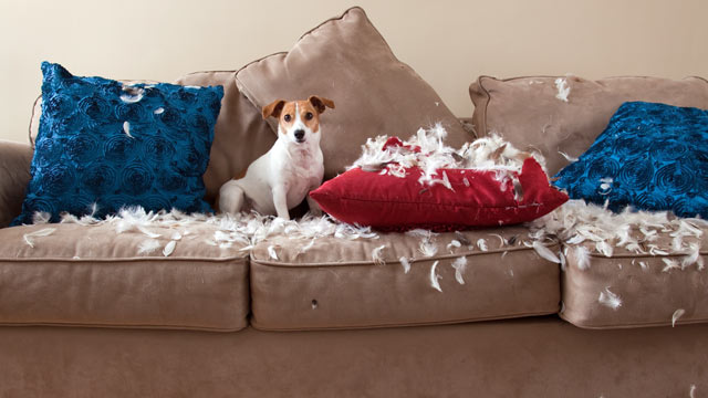 Dog sitting on destroyed sofa